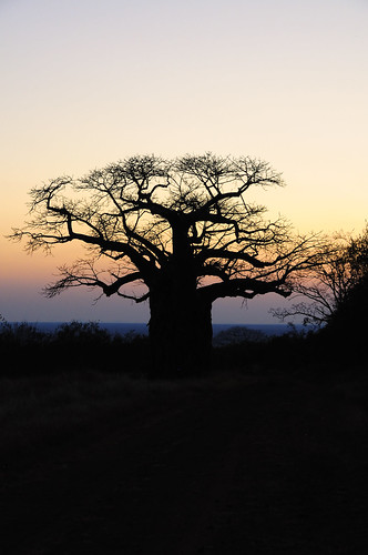 sunset silhouette nikon zimbabwe baobab d90 gonarezhou nikond90