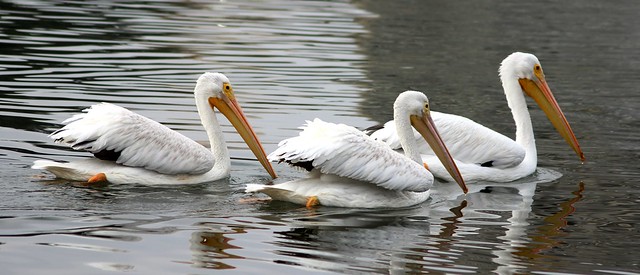 The Pelican Sisters