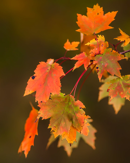 Fall Colors...