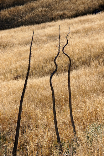 california ca usa yucca dry drygrass drought santabarbaracounty santaynezvalley hills wildoats