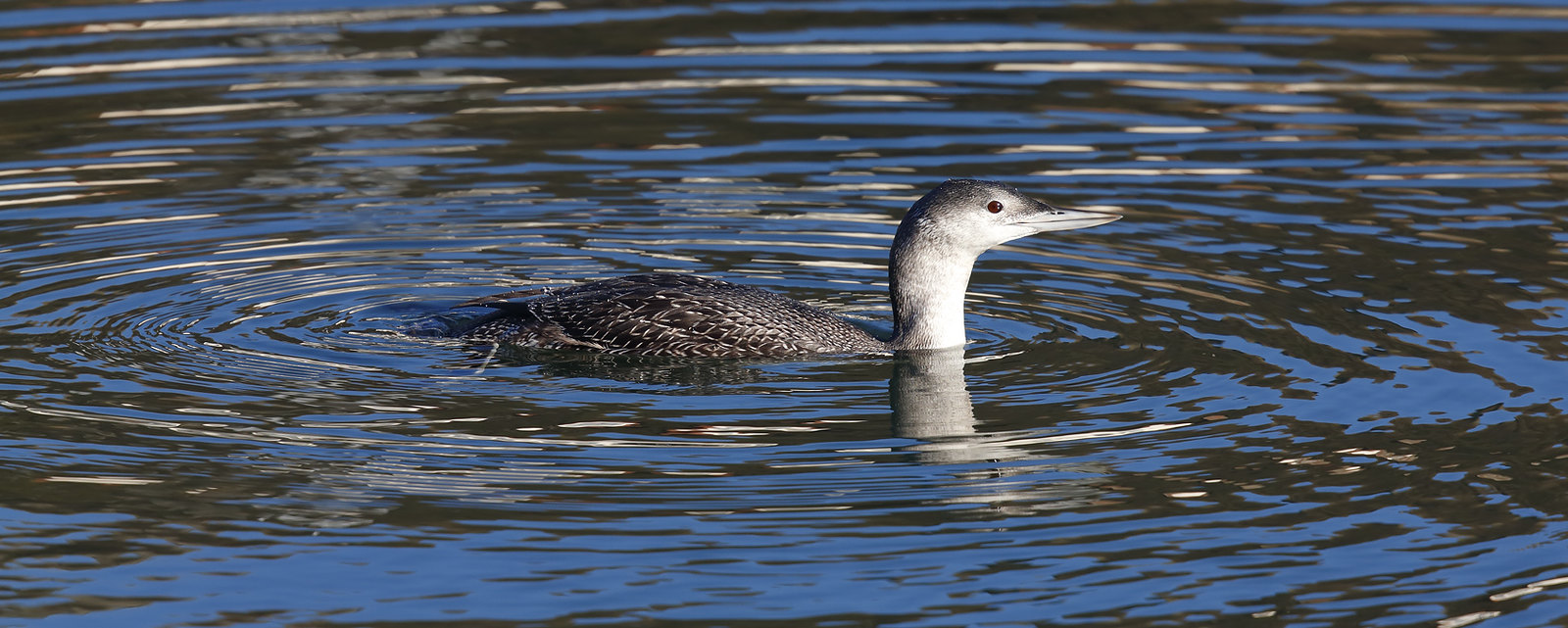 Red Throated Diver