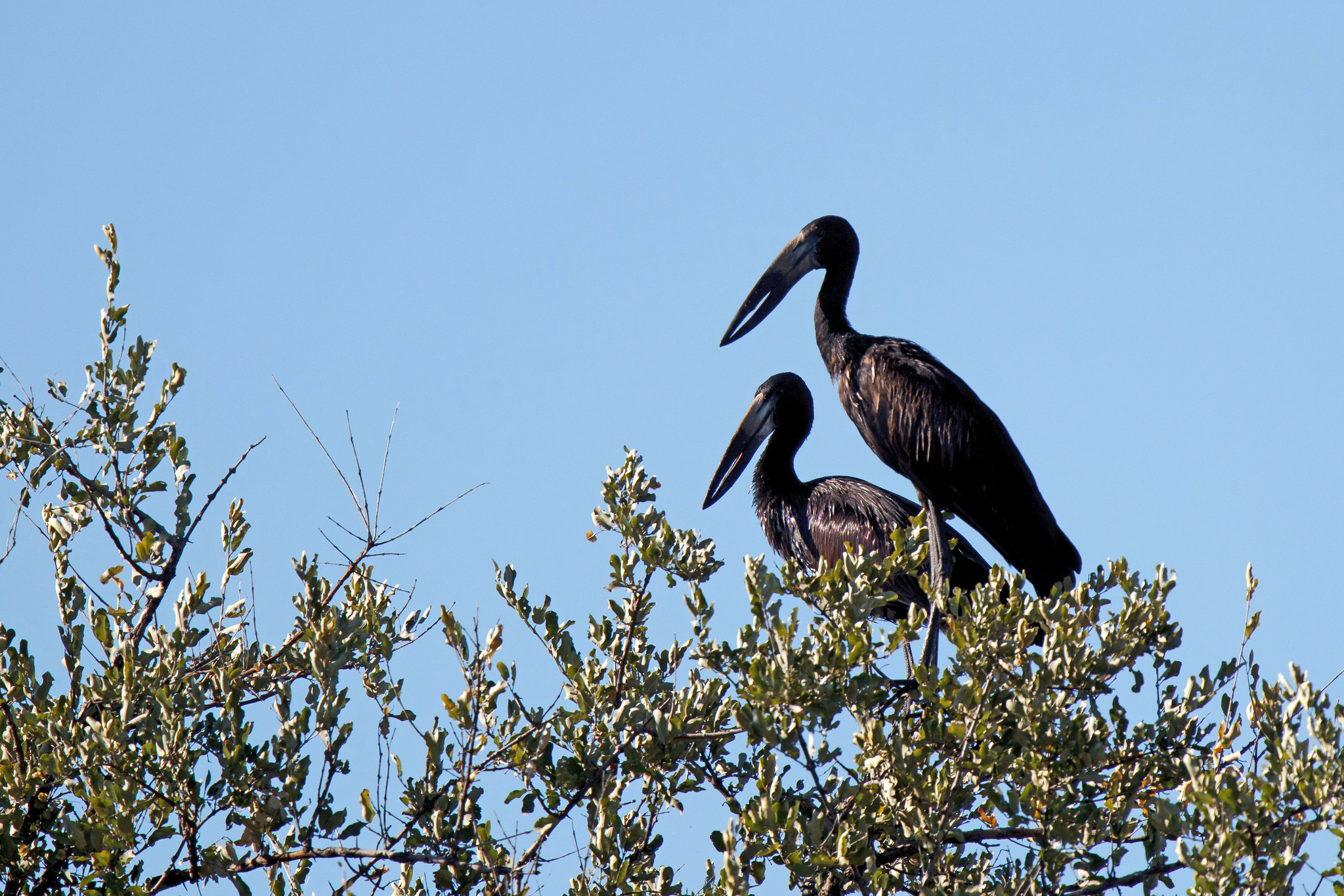 African open-billed stork - Namibia