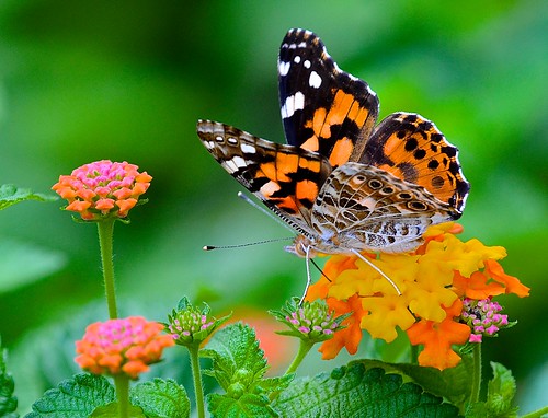 butterflies paintedlady