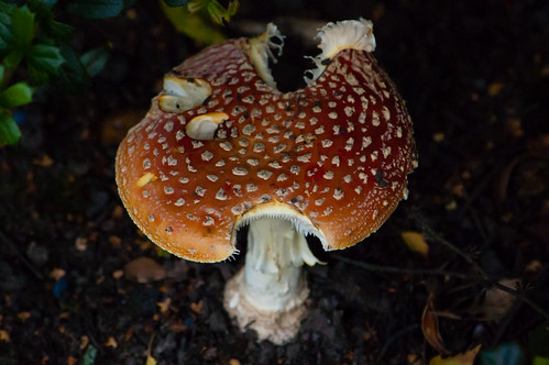 Nibbled fly agaric, West Park