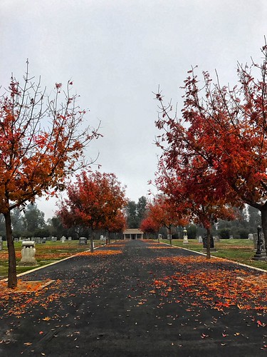 reedley fall | by weeummm