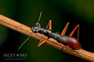 Tiger Beetle (Tricondyla sp.) - DSC_8489