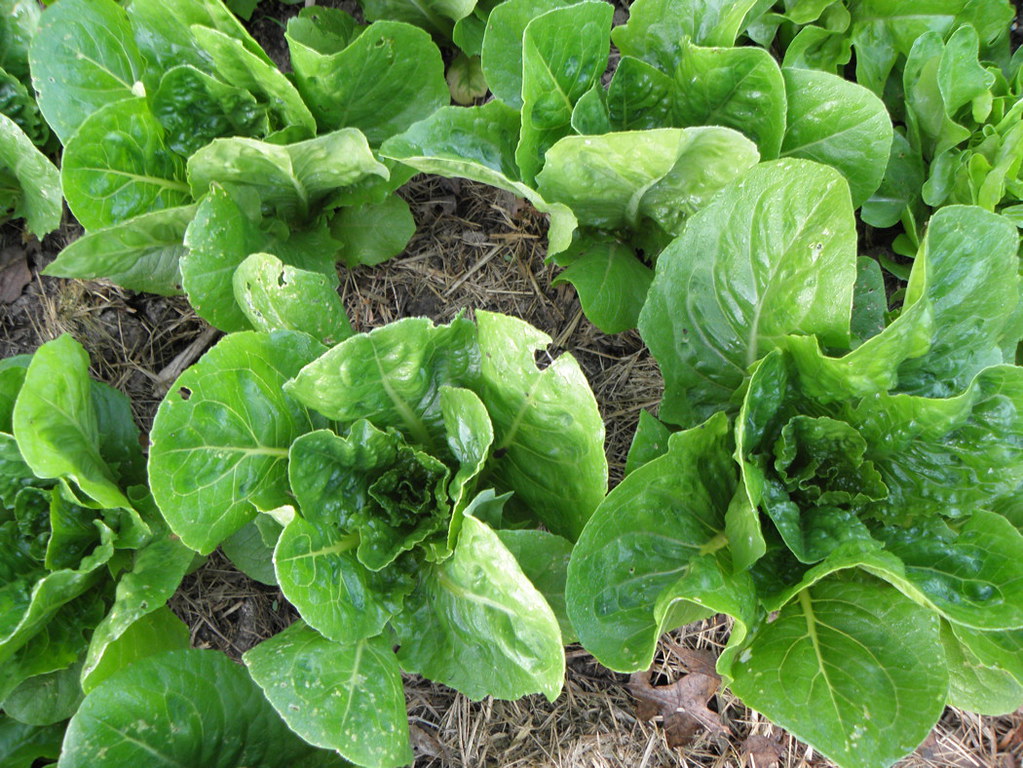Parris Island Romaine lettuce