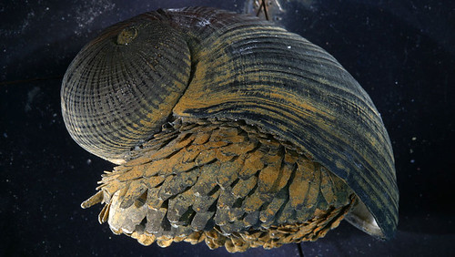 Armored Snail