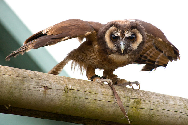 Frodo - Malaysian Wood Owl