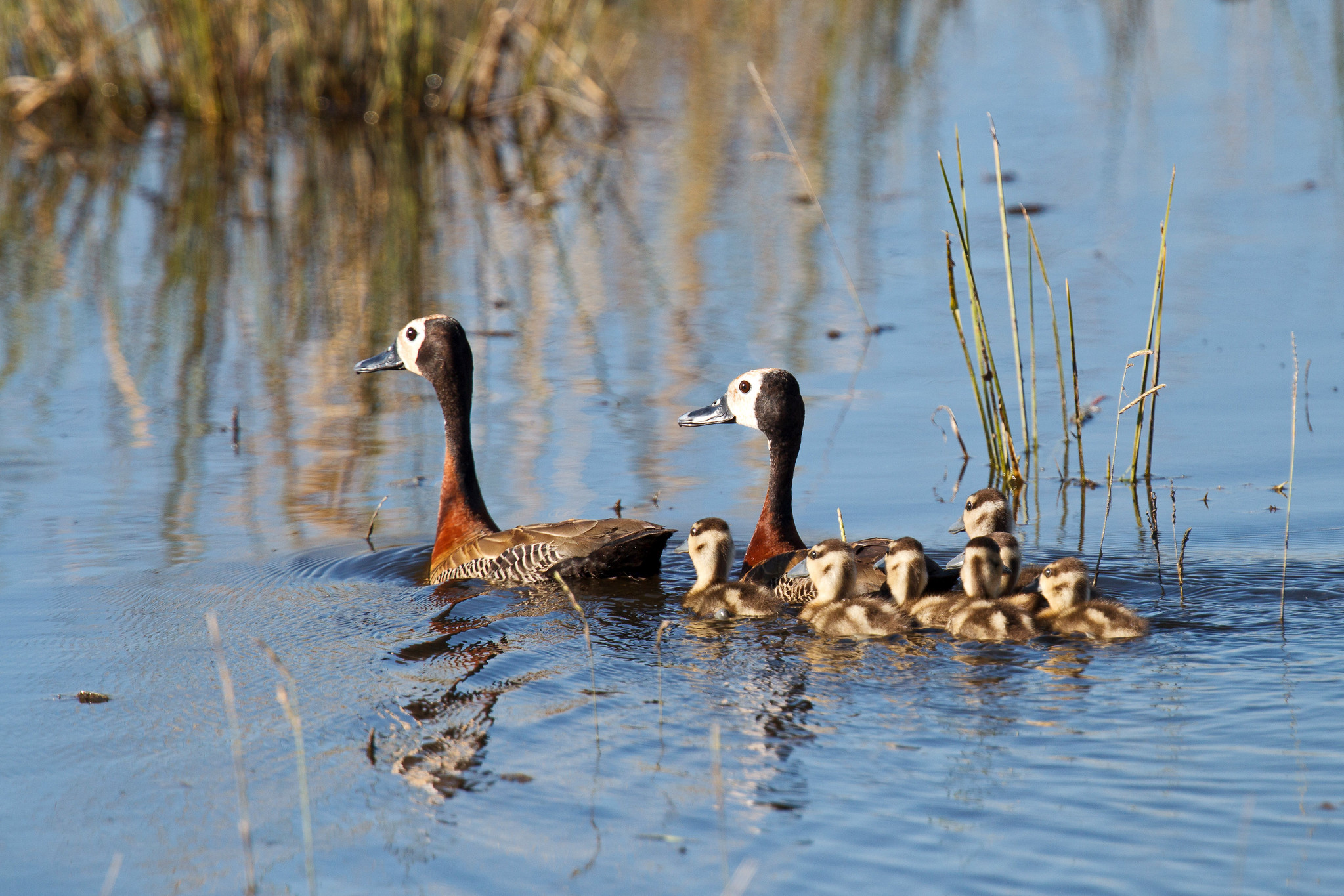 White-faced whistling duck - Namibia