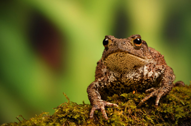 Common Toad.