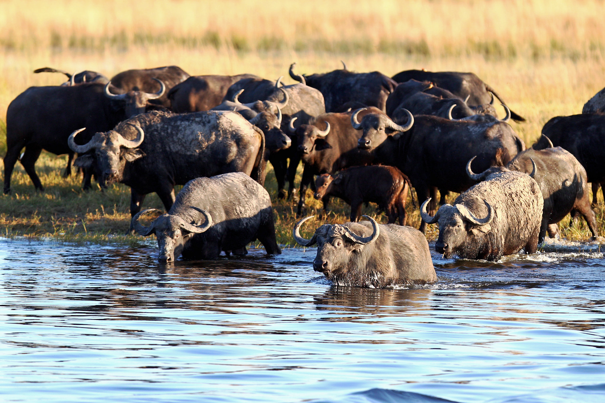 Buffalo - Botswana