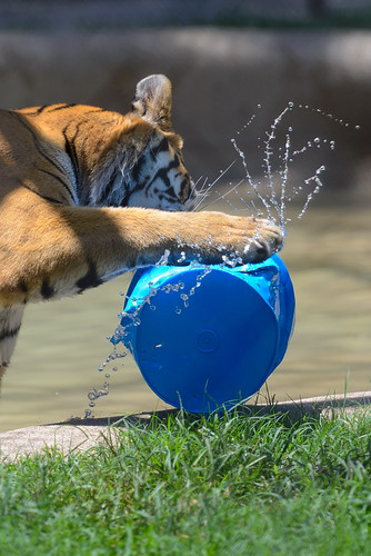Bucket Must Die | by Kevin Fandre
