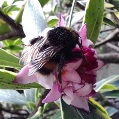 Bumble bee #spring