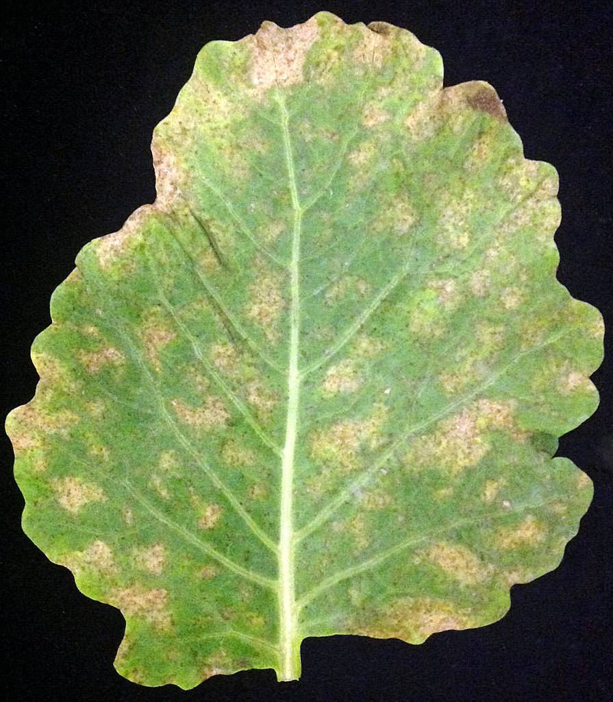 Downy mildew of collard (Brassica oleracea) caused by Peronospora parasitica