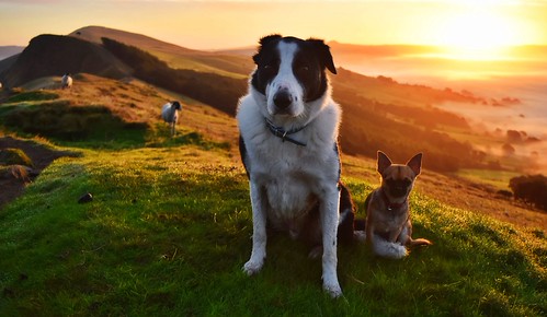 sunrise by lisheeny, dogs chihuahua border collie mist sunrise mam tor morning canine pets littledoglaughedstories