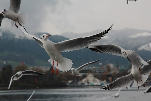 Möwe ( Vogel bird ) über dem Vierwaldstättersee bei Luzern im Kanton Luzern in der Schweiz | by chrchr_75