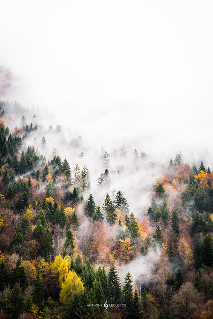 Brouillard d'automne