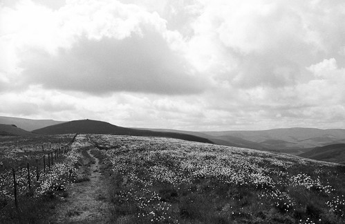 35mm pentaxmz5n cheviothills cottongrass film hills ilford ilfordfp4 moorland pennineway theschill utata