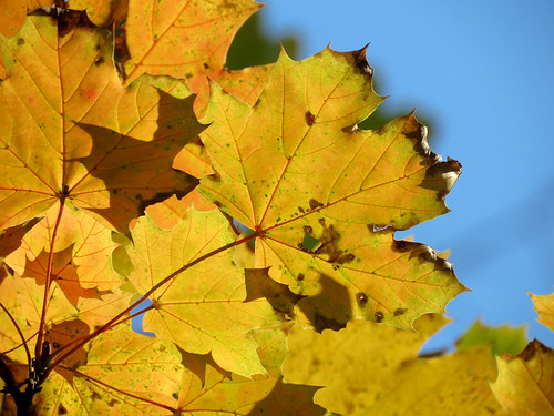 Norway Maple | Acer platanoides. Rock Creek Park, Washington… | Flickr