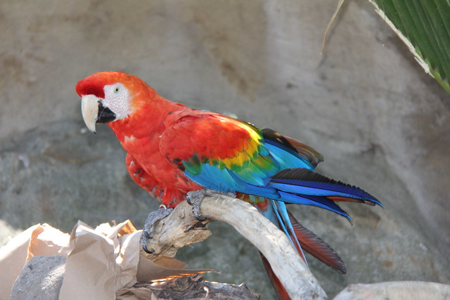 The Scarlet Macaw.