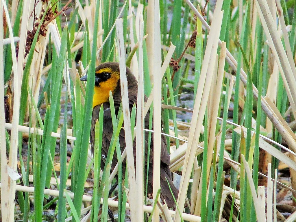 Female Yellow Headed Blackbird