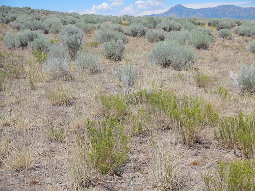 utah annual habitat introduced bunchgrass tremonton cheatgrass bromustectorum coolseason poaceeae bromeae