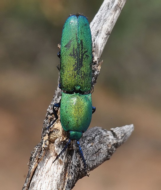 A click beetle, Chalcolepidius smaragdinus