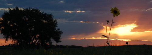 Sunflower at Sunrise | by m_cooley500