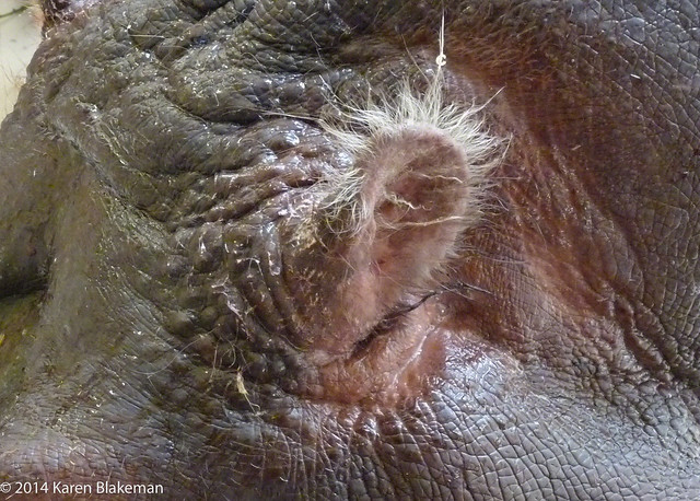 Hippo's ear