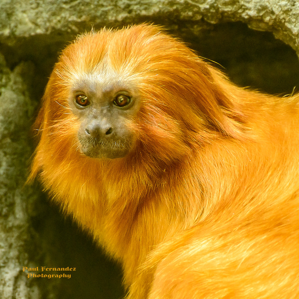Golden Lion Tamarin Close-Up at the Tampa Lowry Park Zoo | Flickr
