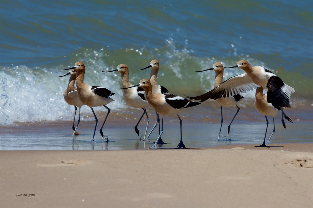 American Avocets, with breeding plumage ~ Recurvirostra americana ~ Great Lakes and Watershed, Michigan
