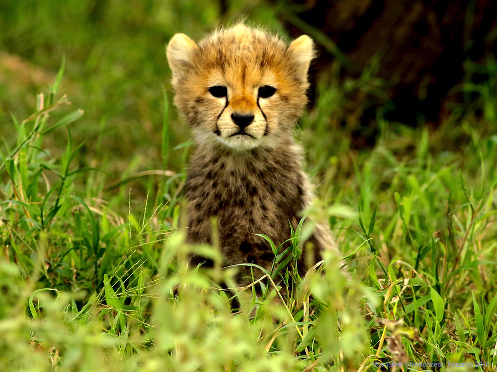 Guépard - Cheetah - Cub