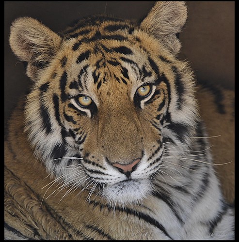 Tiger. | by LC's Eye (Wild Images of Africa)