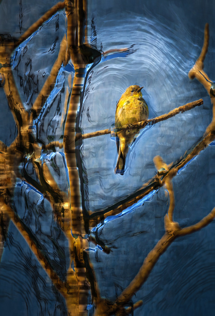 Yellow Bird in the winter chill
