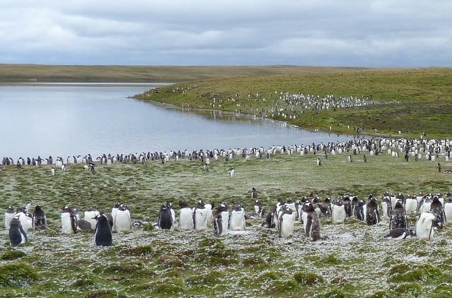 Gentoo Penguin Colony at Bluff Cove, Falkland Islands
