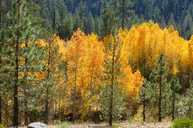 Fall Colors along Sugarloaf Creek