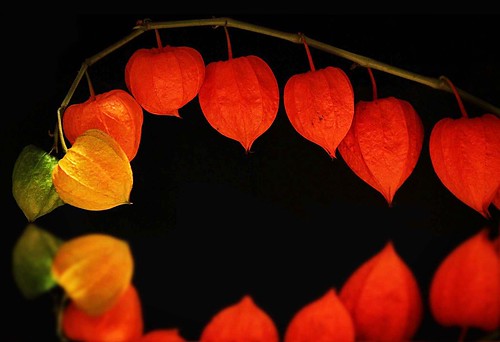 Chinese lantern plant | Dalia A | Flickr