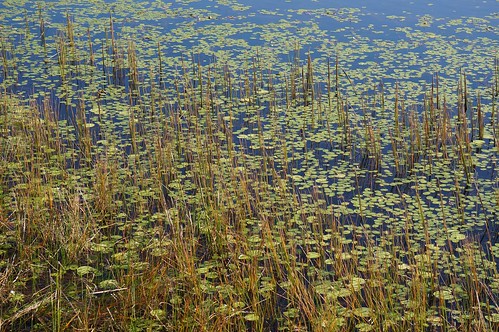 nature water landscape pond waterlily sony australia wetlands queensland mareeba northqld