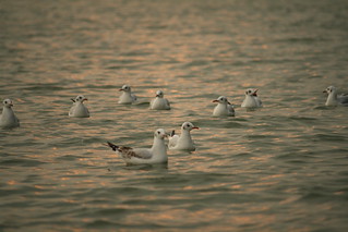 Migratory birds, at Triveni Sangam, Allahabad