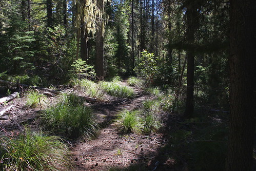 mountain lake oregon forest hiking lookout trail national wilderness waldo willamette wsweekly105