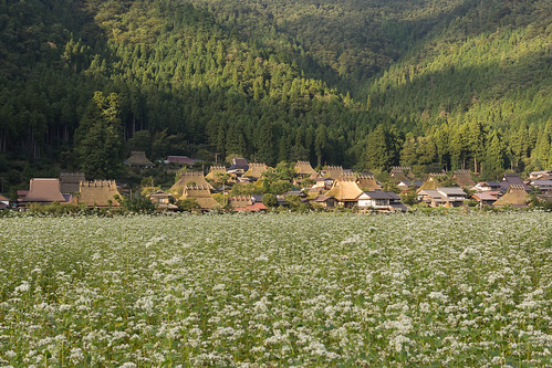 autumn japanese old village japan kyoto miyama buckwheat flower sony nex7 sel11670z 1670mm 京都 美山
