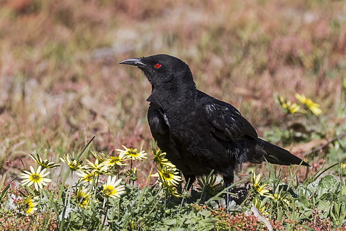White-winged Chough 2016-10-02 (60D_4101)