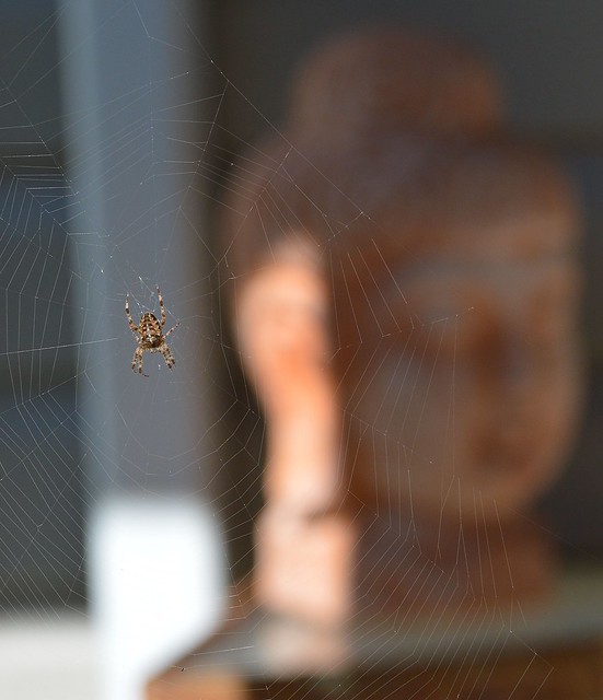 The spider and the Buddha