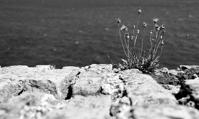 IMG_0032 (2) Weed; Antibes Harbour Wall