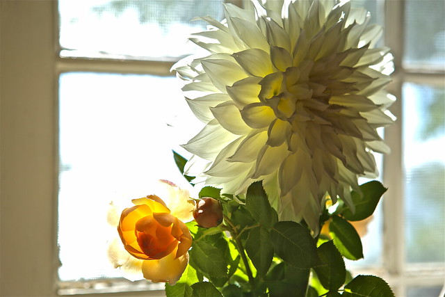 Dahlia and Roses from my Daughter's Garden 02