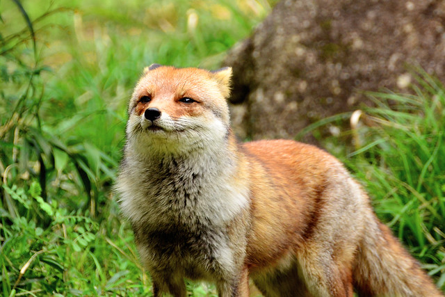Japanese Red Fox / ホンドギツネ