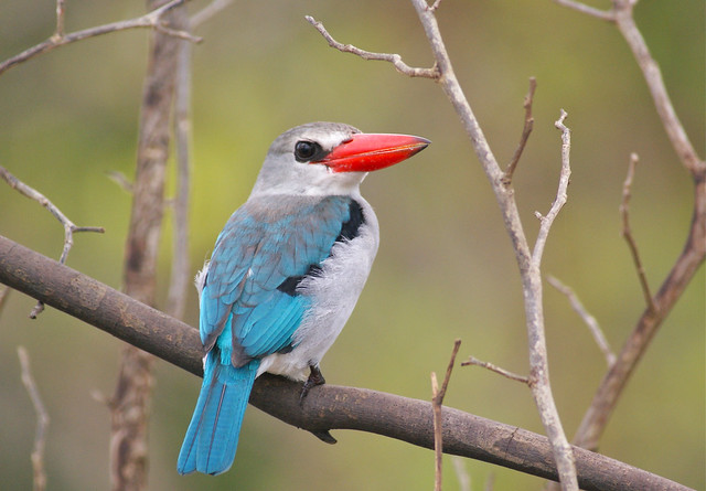 Mangrove Kingfisher, Saadani NP, Tanzania