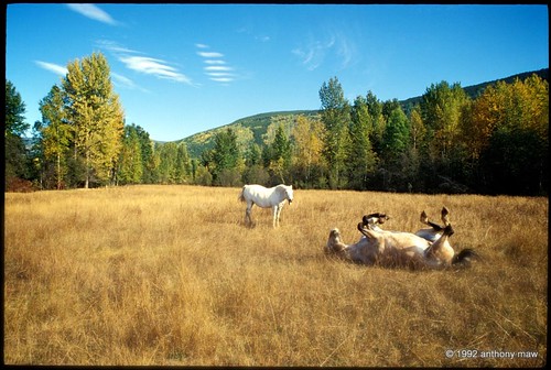 horses animals rural farm