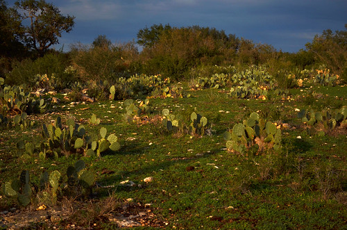 wedding cactus nature landscape outdoors cowboy december texas rehearsal tx castroville